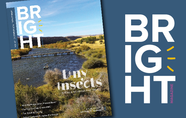 The cover of Bright magazine on a blue background